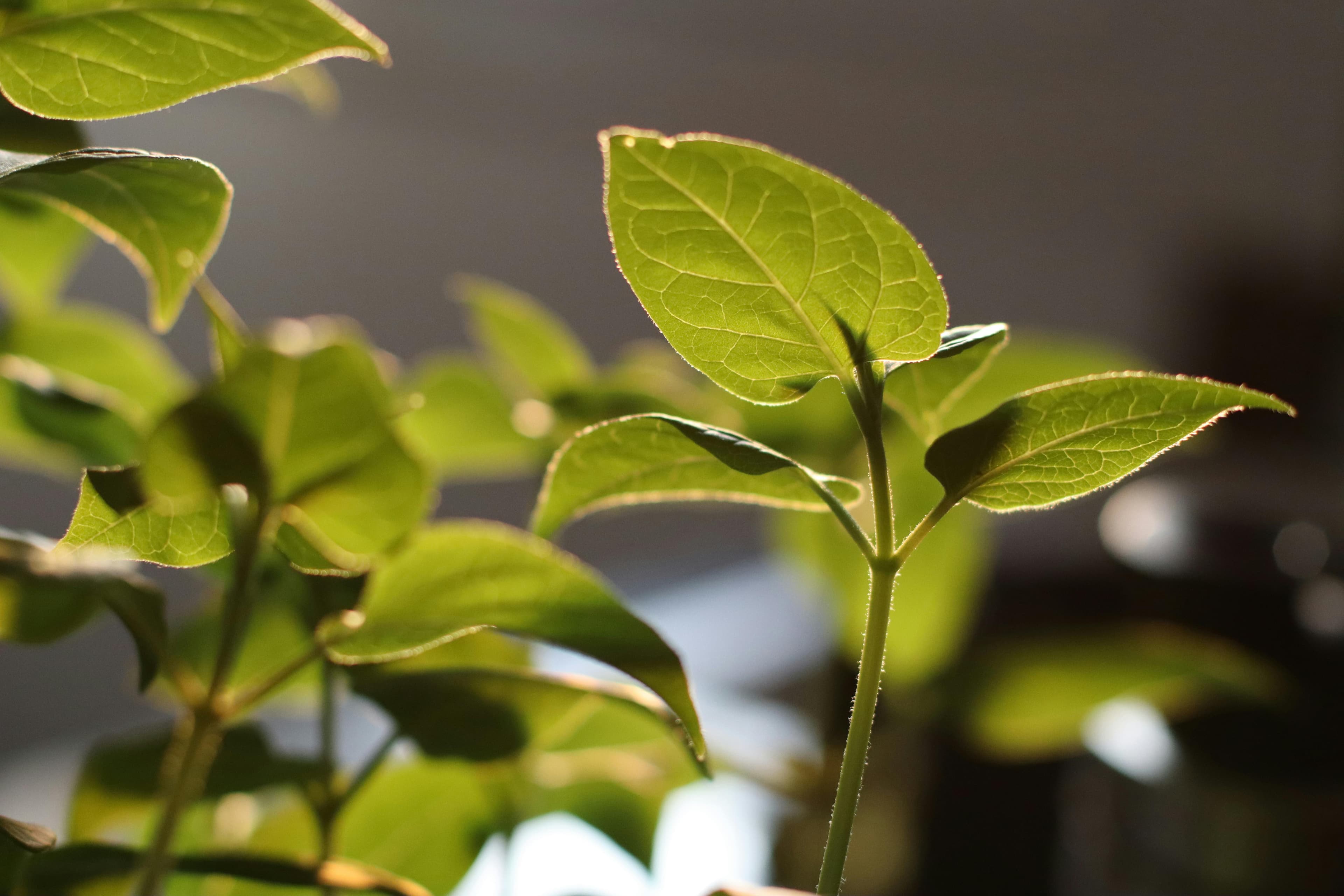 Natural wellness products and herbs arranged in sunlight